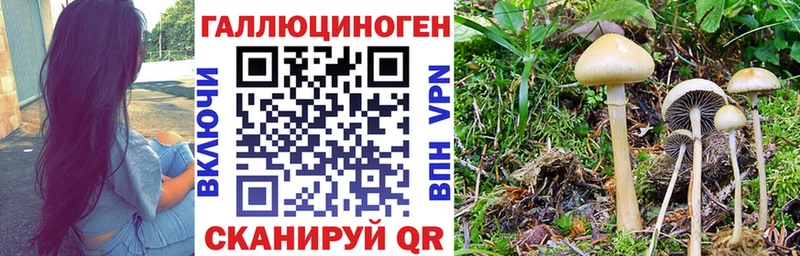купить закладку  Аргун  Псилоцибиновые грибы Psilocybe 